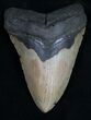 Beautiful Megalodon Tooth - North Carolina #11315-1